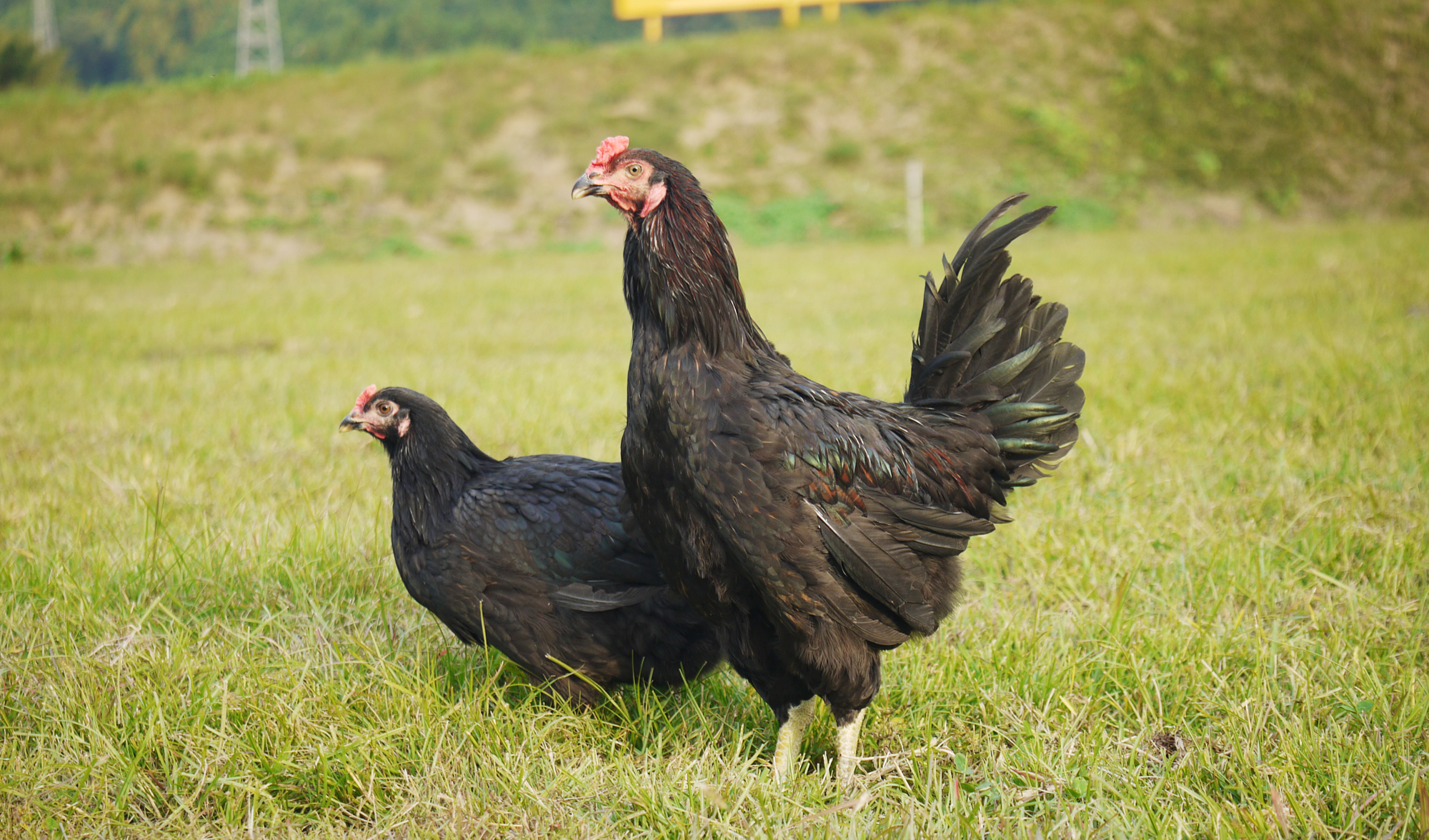 長州鶏＆長州黒かしわ | 山口県内のお肉を中心に国産肉の販売をしてい